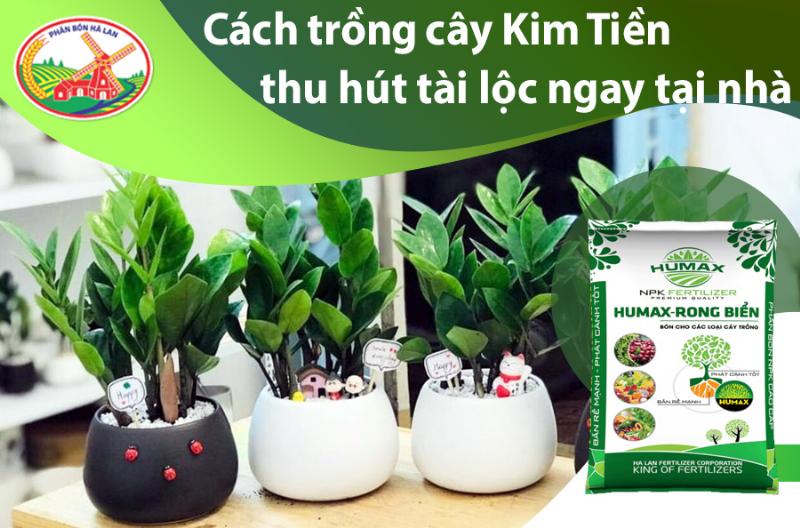 Giâm cành là cách nhân giống cây phát lộc phổ biến và hiệu quả, dễ thực hiện ngay tại nhà.